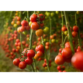 Tomato  (13)-1770809-10038.webp